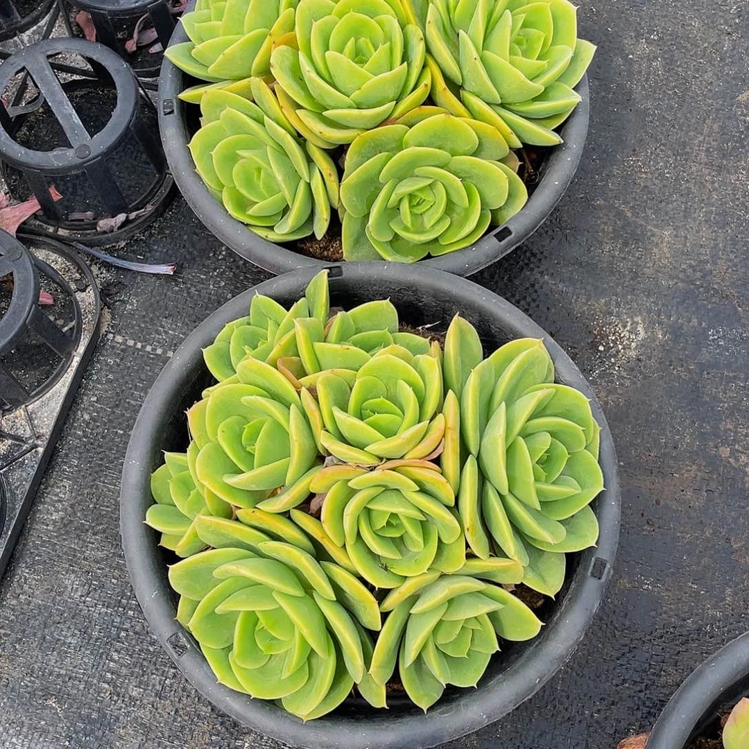 1***6辛纳塔多肉植物群2颗
