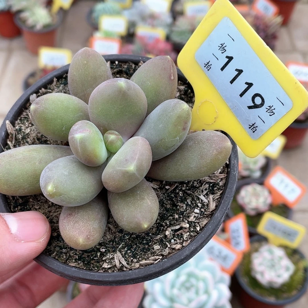 【闪购商品】1119号