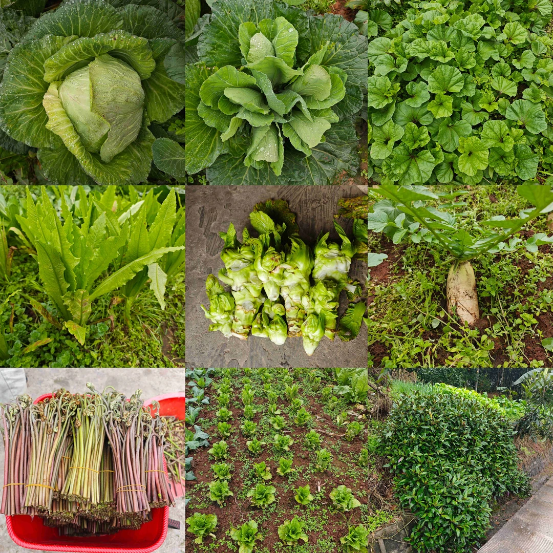 四川乡镇赶集代购