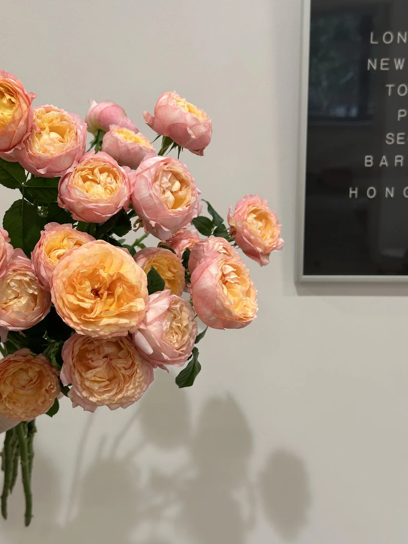 【向云端】塞西莉亚-单头玫瑰