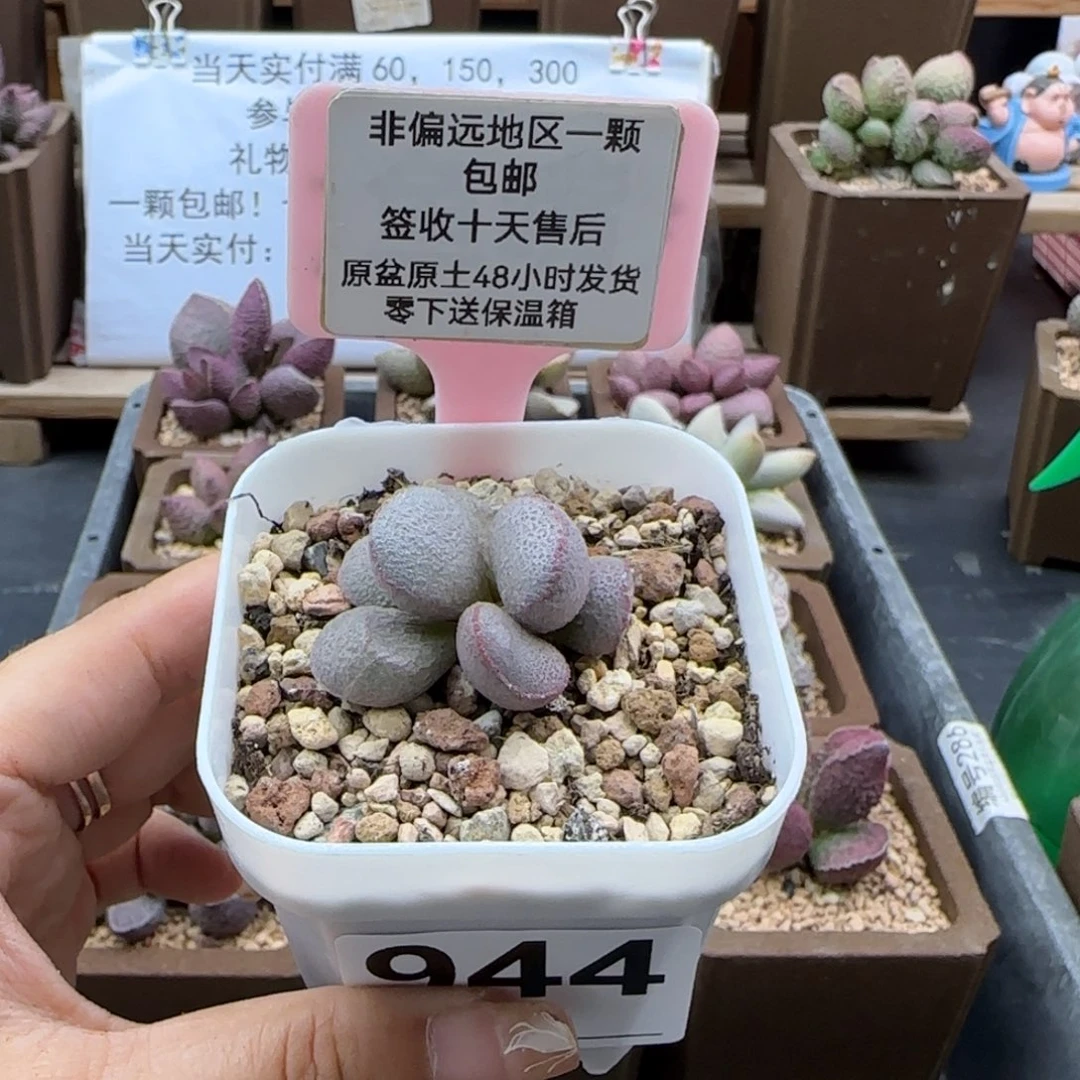 944玲珑多肉植物