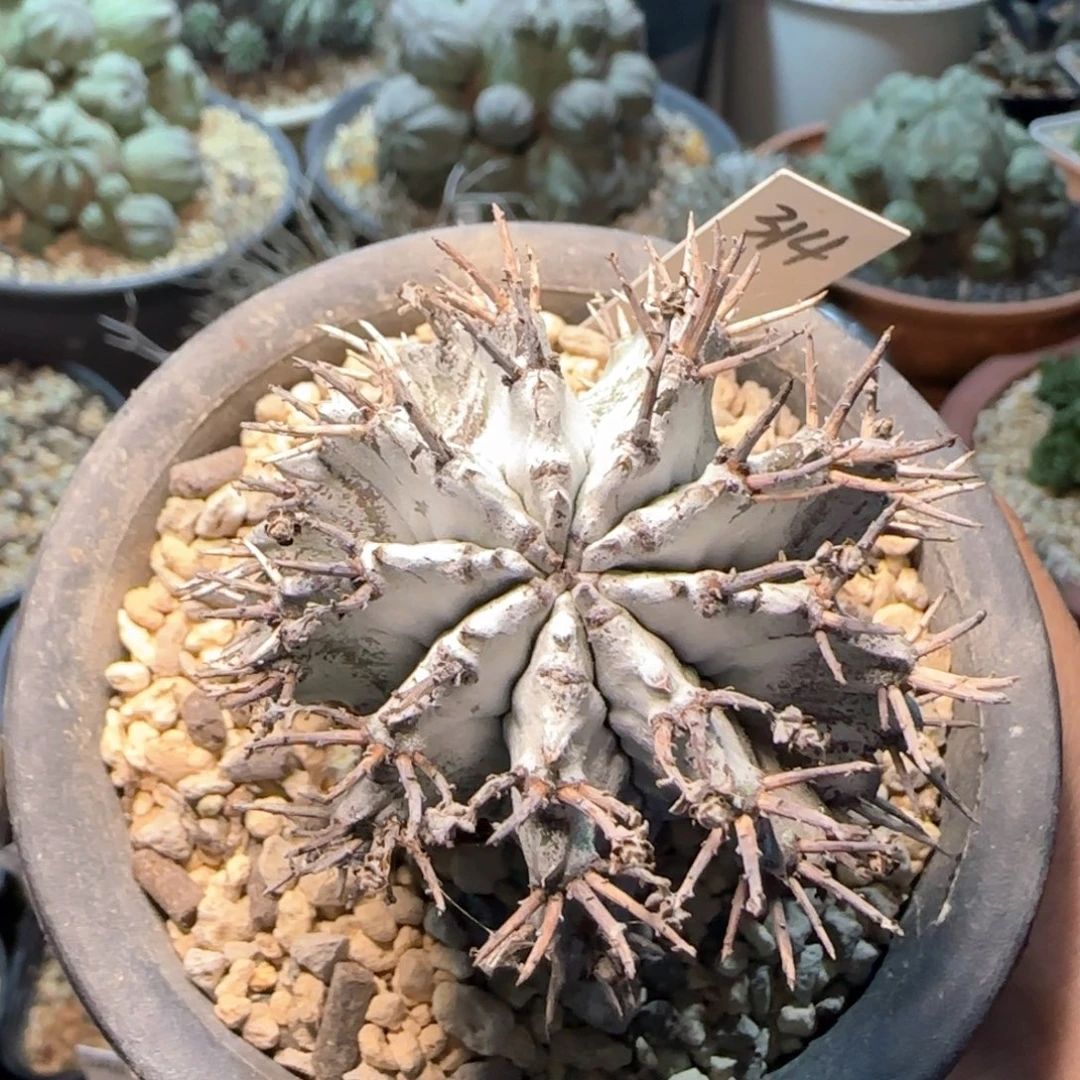 314脱土发 太白肌