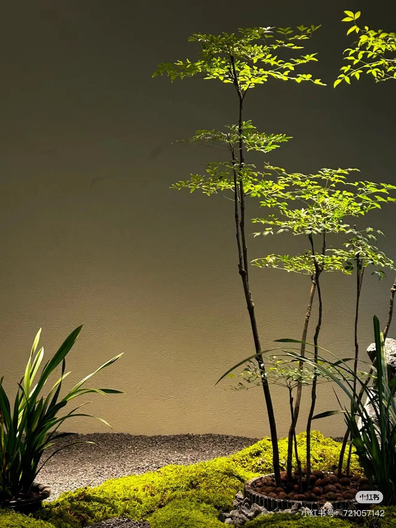 庭院款老桩多杆南天竹，货好茂密