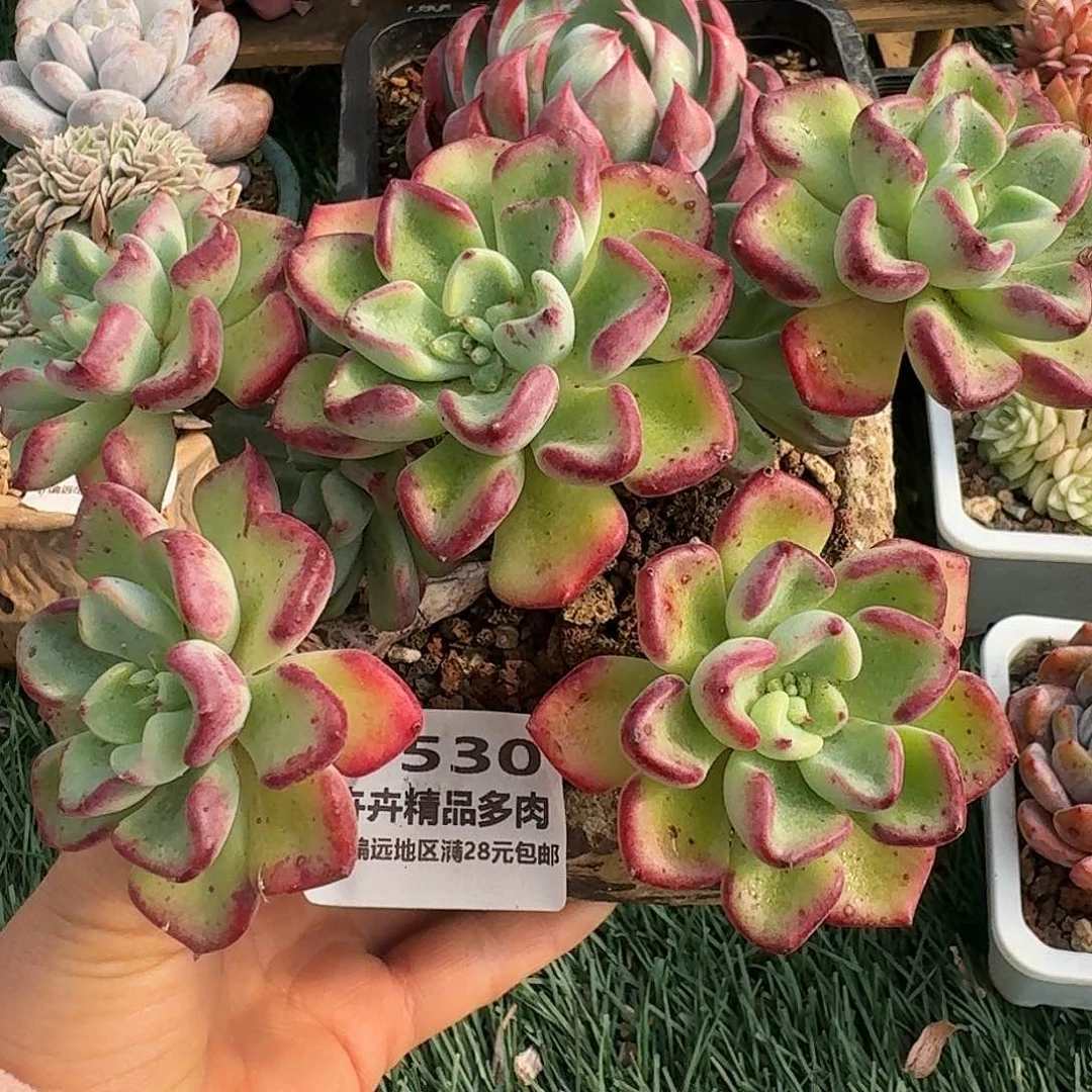 1530一物一拍（满28包邮）