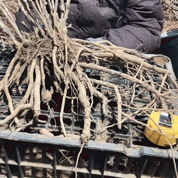 完全开放牡丹花下