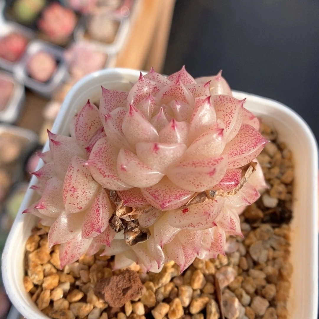 油透麦秆群生924号。