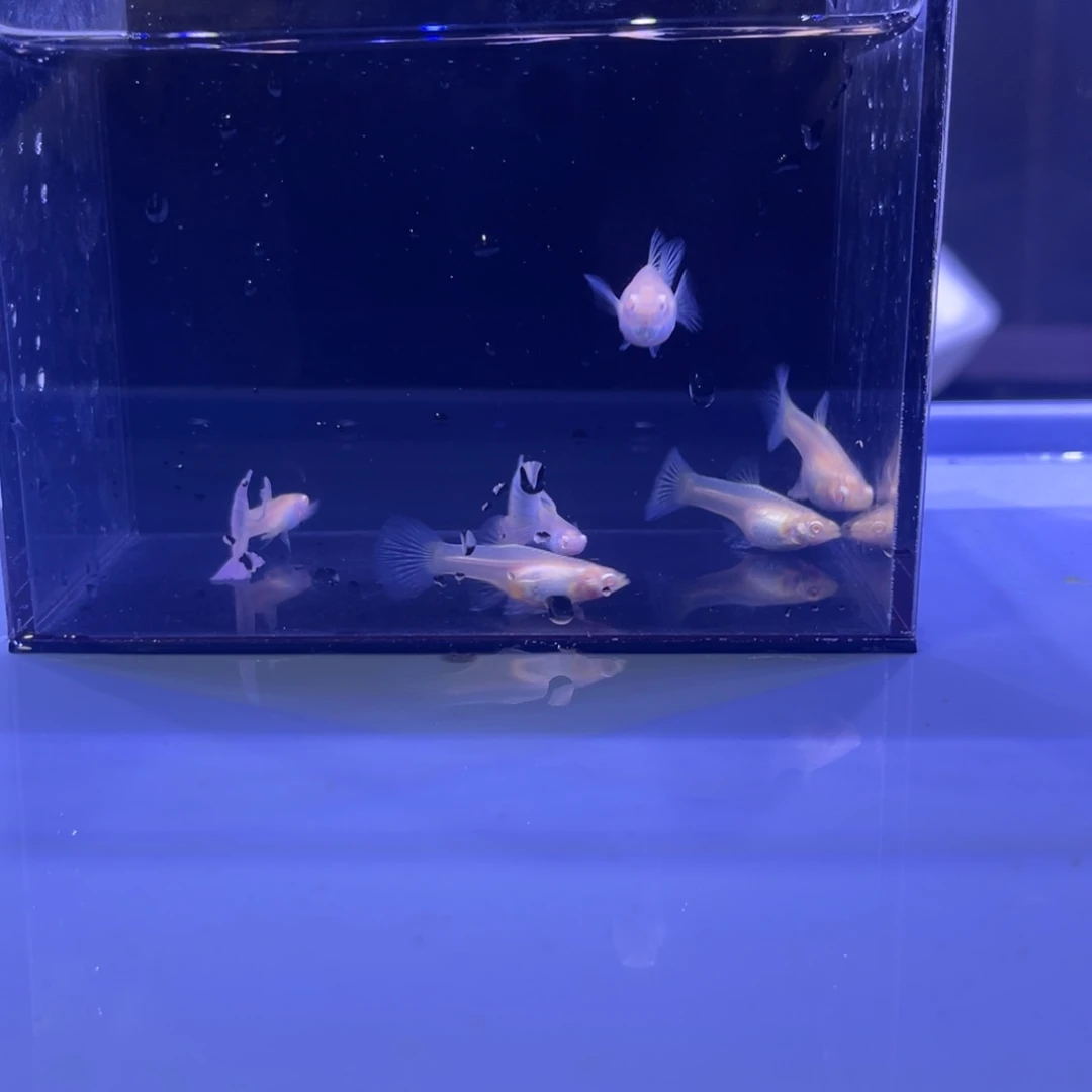 孔雀鱼金粉5公4母开箱视频报损