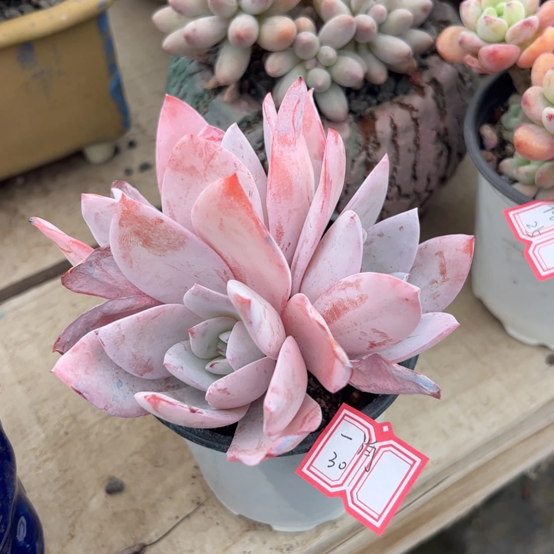 多肉植物多肉植物