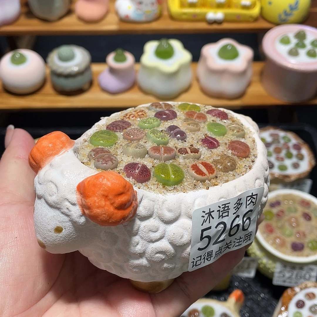 带盆土植物 一物一拍5266