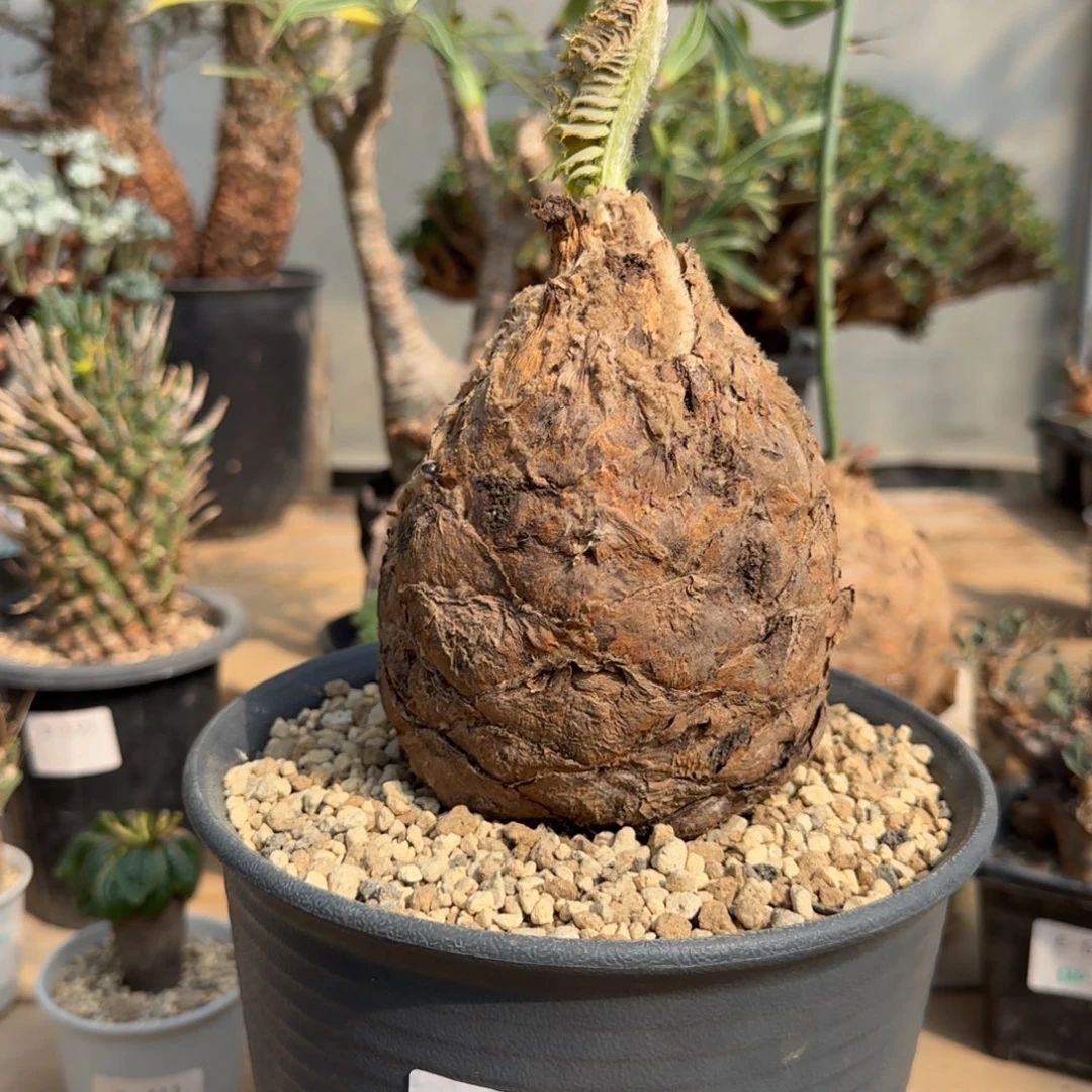 782蓝棘苏铁10.6厘米块根植物