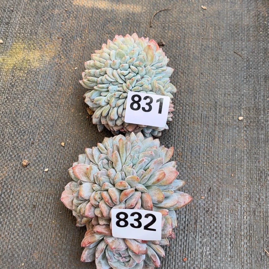 暮***雨831-832号新疆西藏内蒙古不包邮