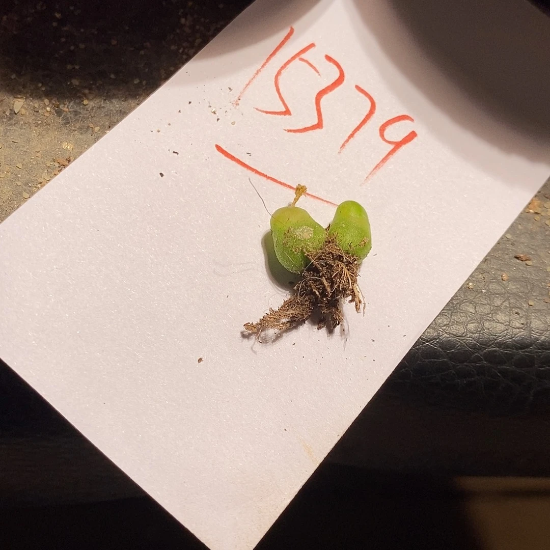 是***呱15379。   一颗。