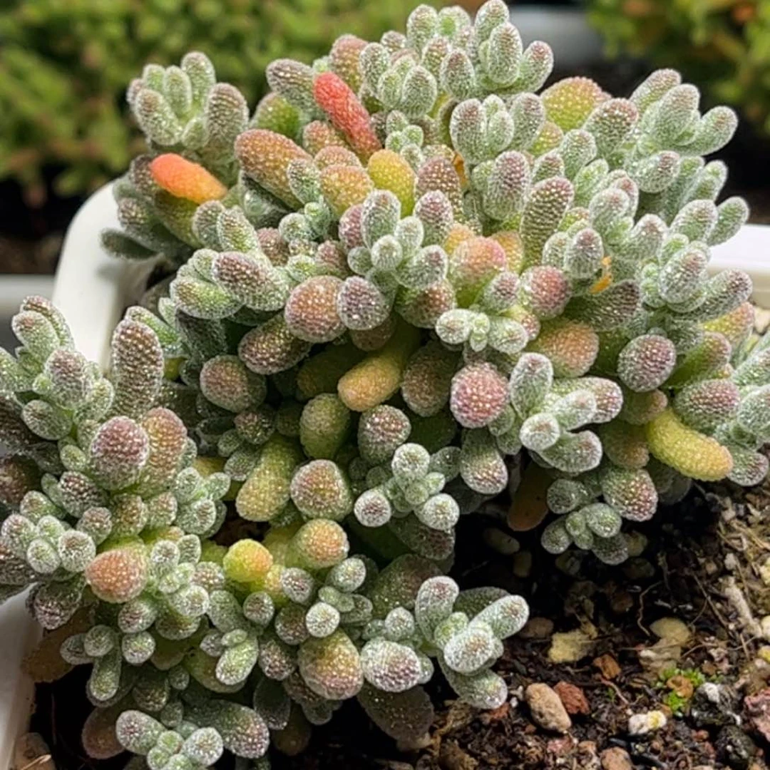 1765冰晶优选枝干