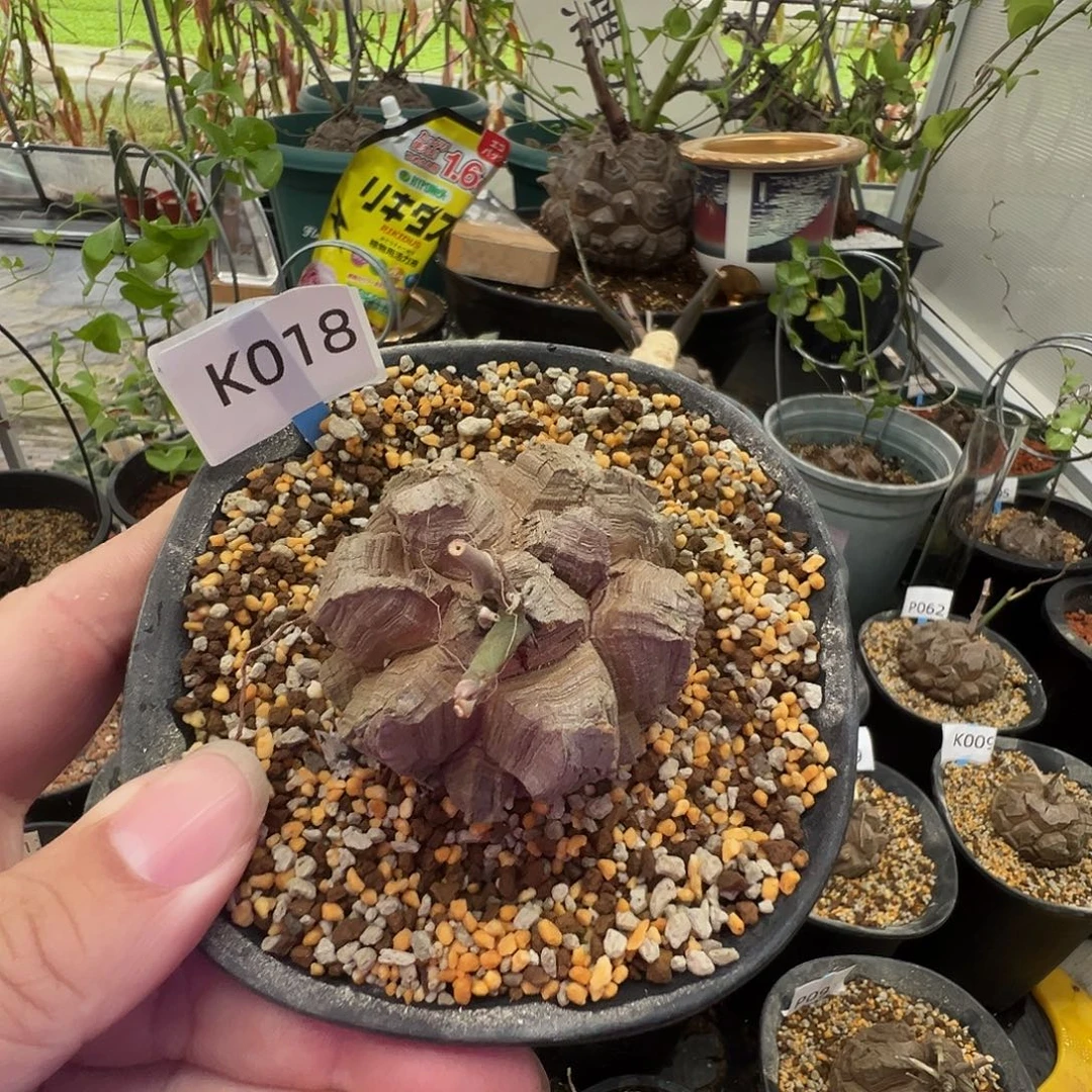 多肉植物专拍 一物一拍 南非龟甲龙018