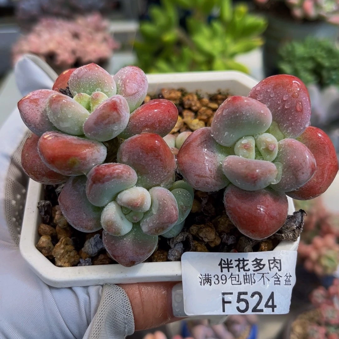 524-红腰子洛神多肉8cm