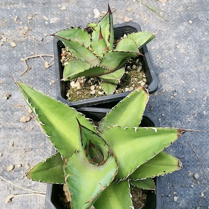 【闪购商品】无花朵龙舌兰狮尾