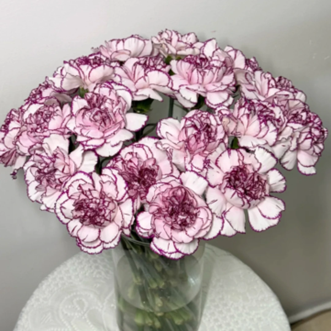 云南鲜花直发【紫精灵单头康乃馨】如漫画里的花