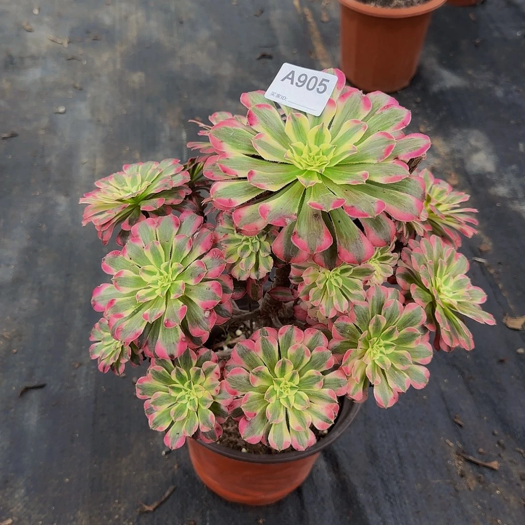 无花朵905红铜超白法师