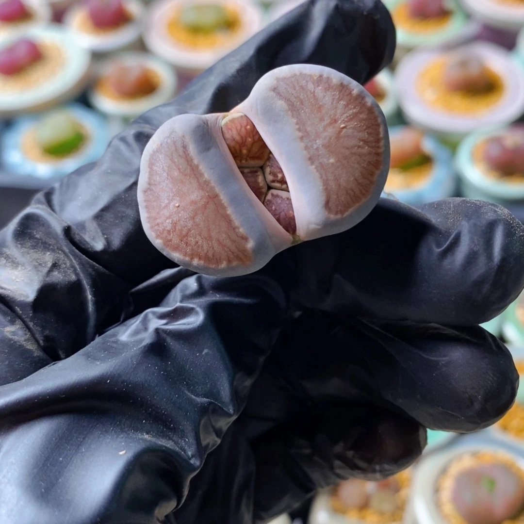 4962--一物一拍 大菊