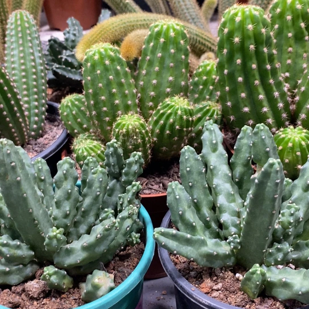 新品群生圆瓣水仙情郎一杯