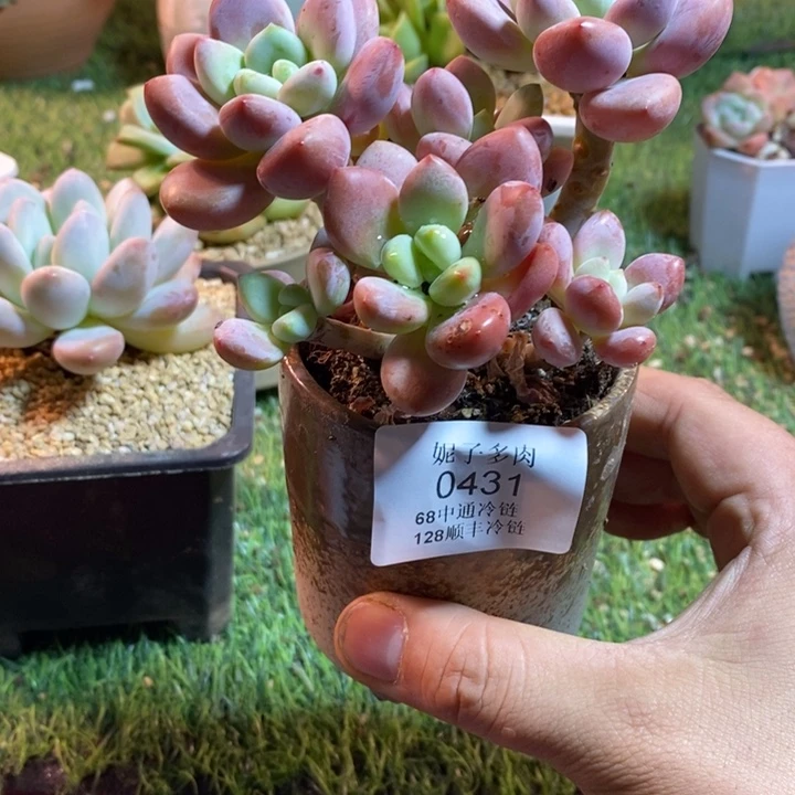 0431啊啊啊啊啊啊啊啊啊啊啊