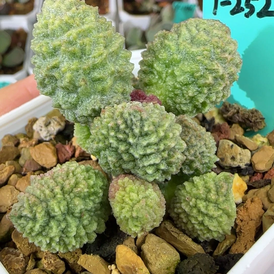 编号252母本欣赏发发发