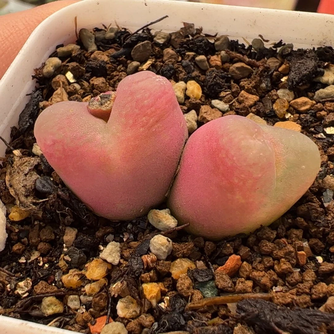 077多肉植物百科