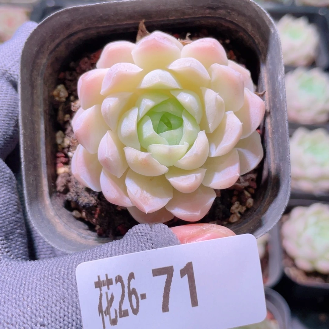 花利美26-71白月影