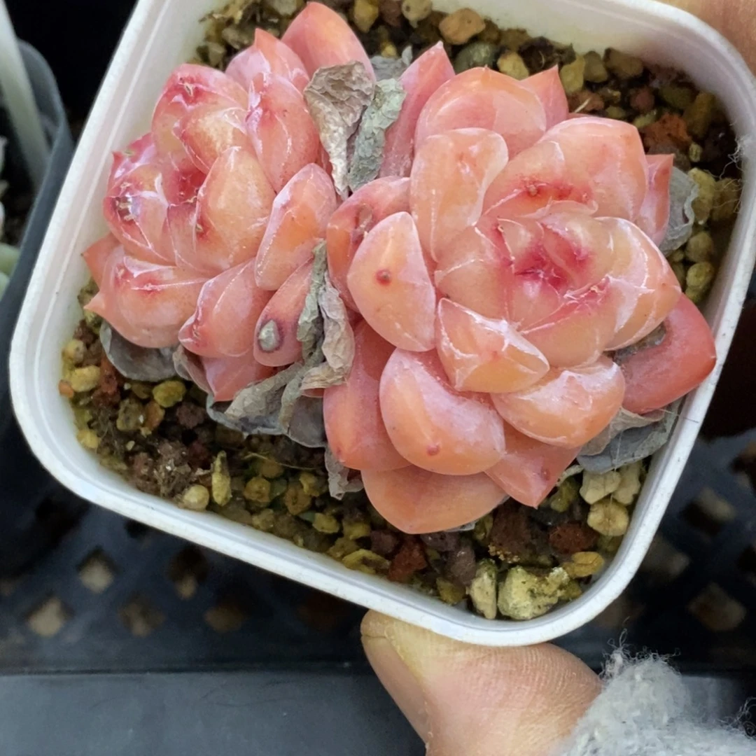 精品多肉一物拍不包整206
