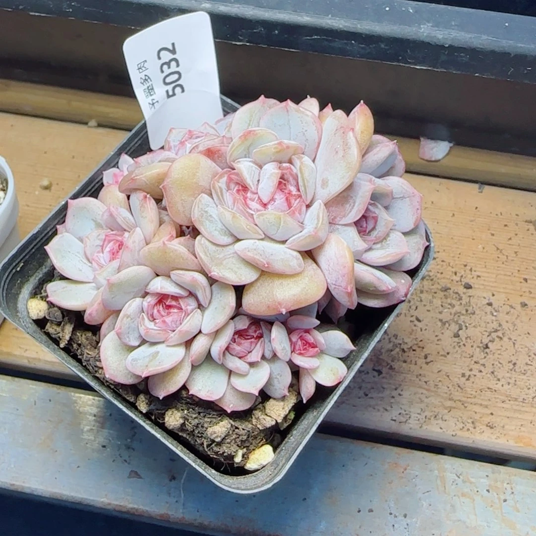 宫花群朵缀，5032多肉植物