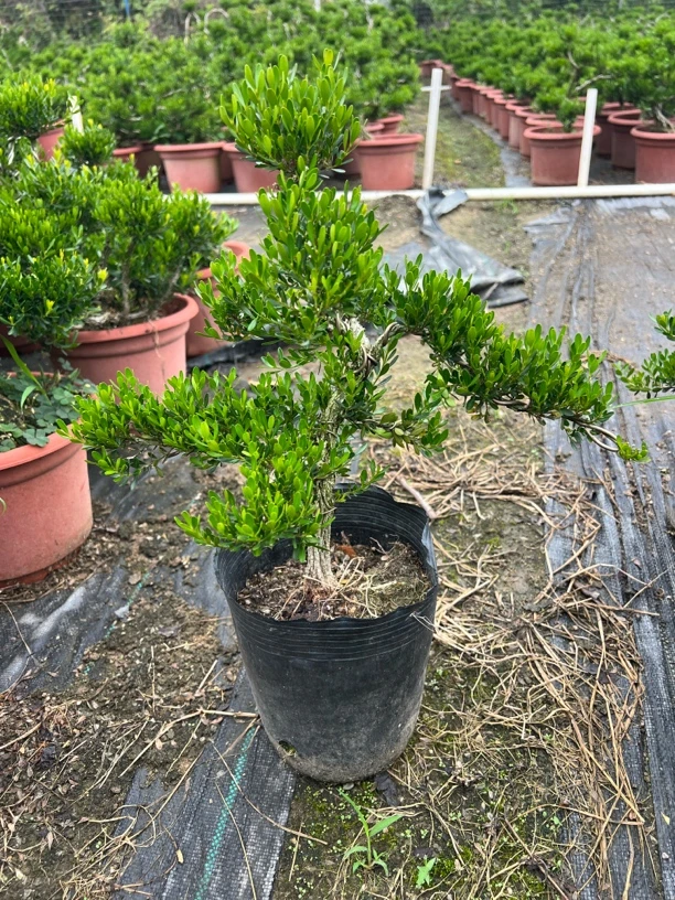 一物一拍/广东皱皮雀舌黄杨/四季常青/室内外好养易活/庭院首选