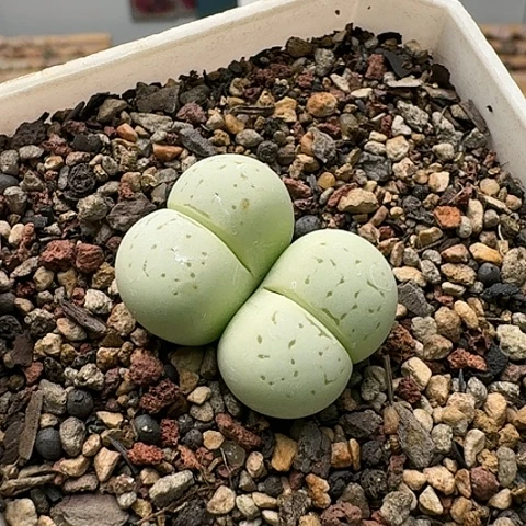 2661绿灵耀玉双头母本带盆土发货