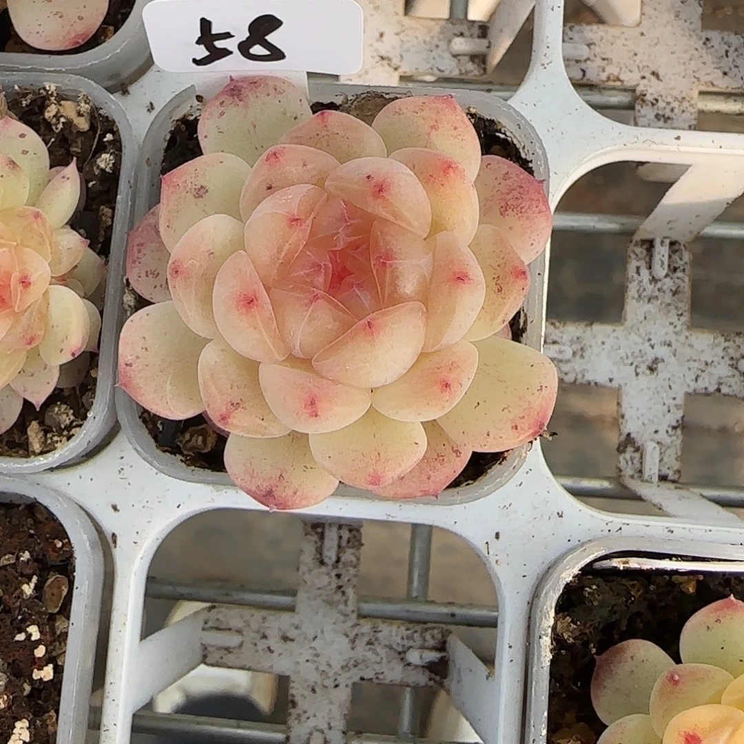 雨***雨58福利甜心相柳单头