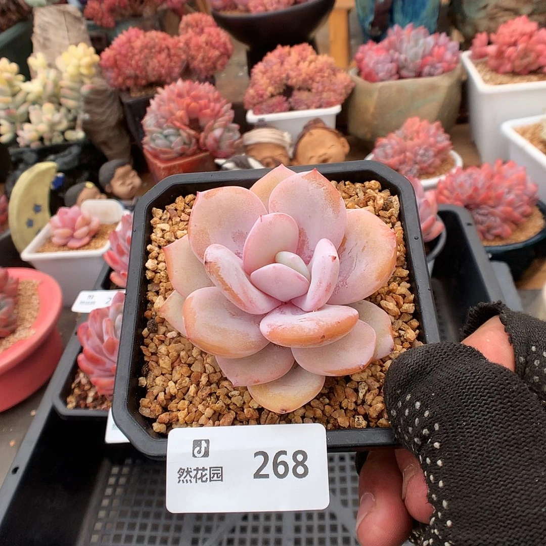 268奶茶多肉植物33333