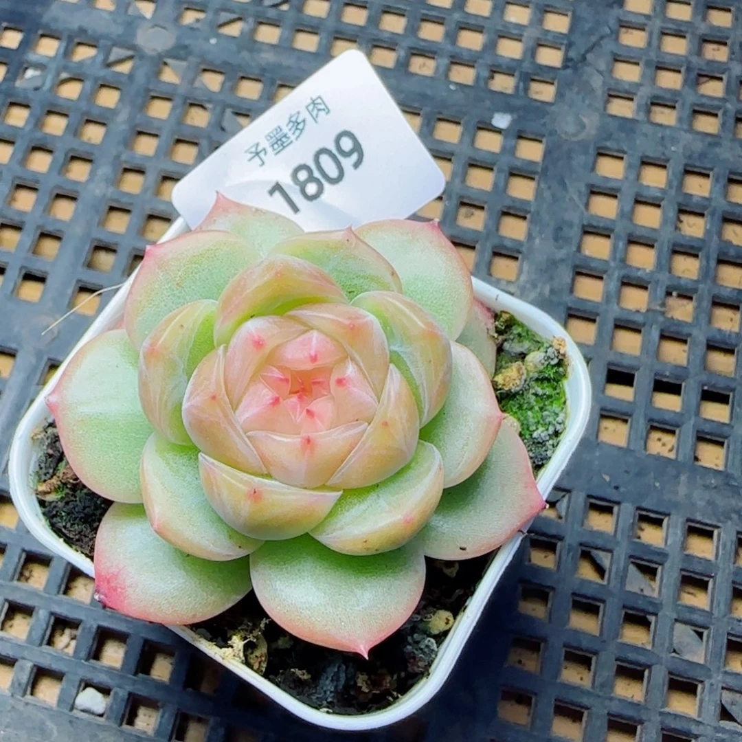 胭脂珍妮，1809多肉植物