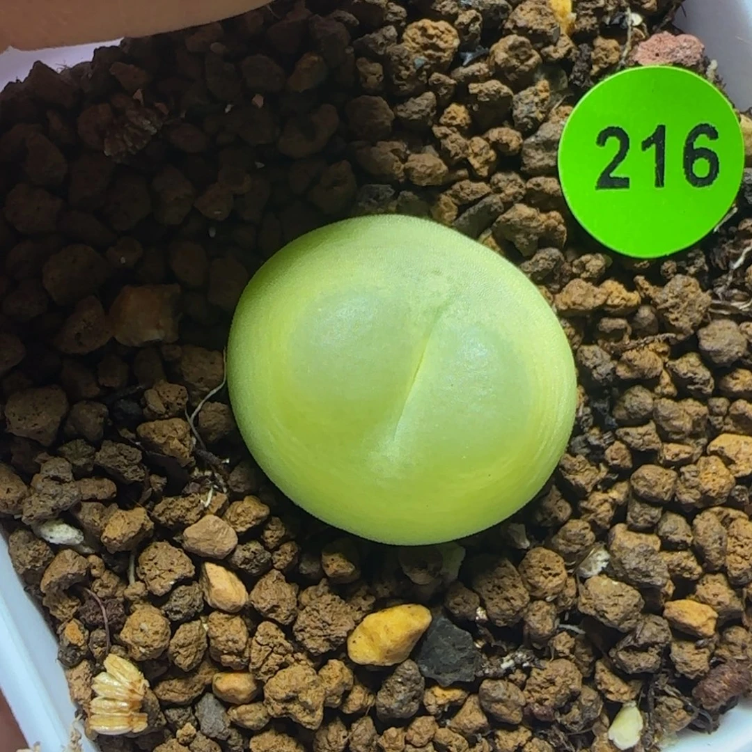 拉登1.78多肉植物216