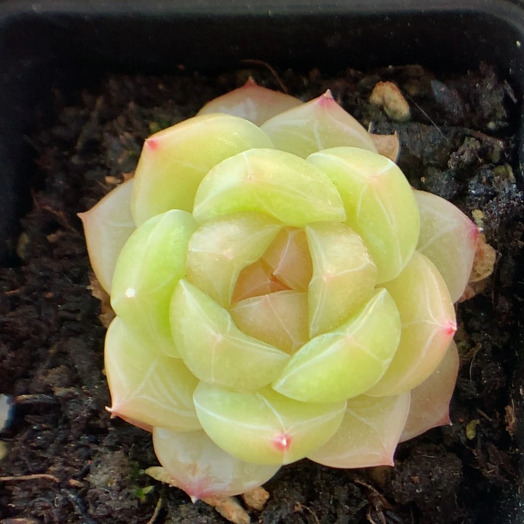 63糖心58包邮  群生不包整