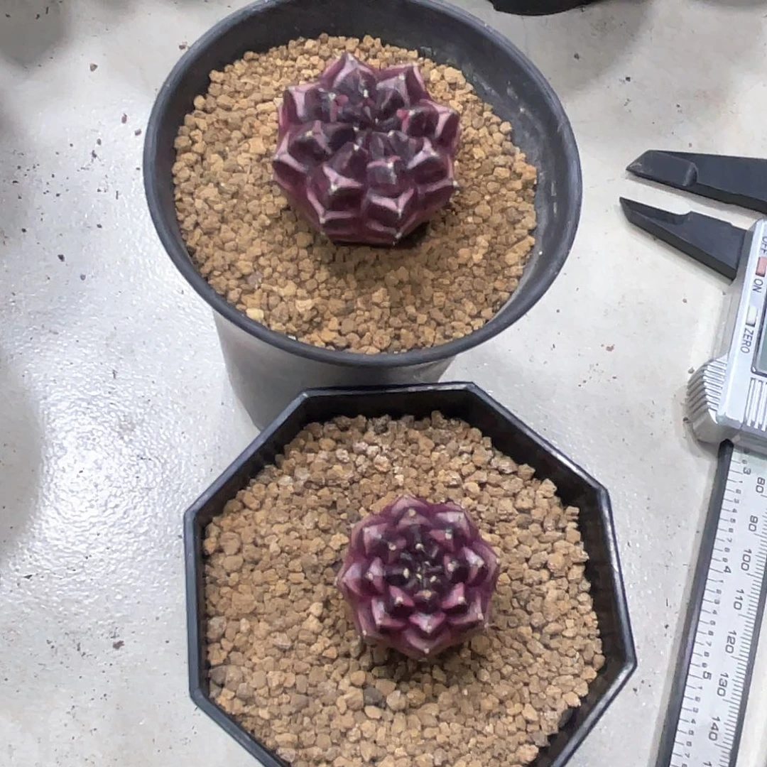 奇***林泰系实生根，梦想