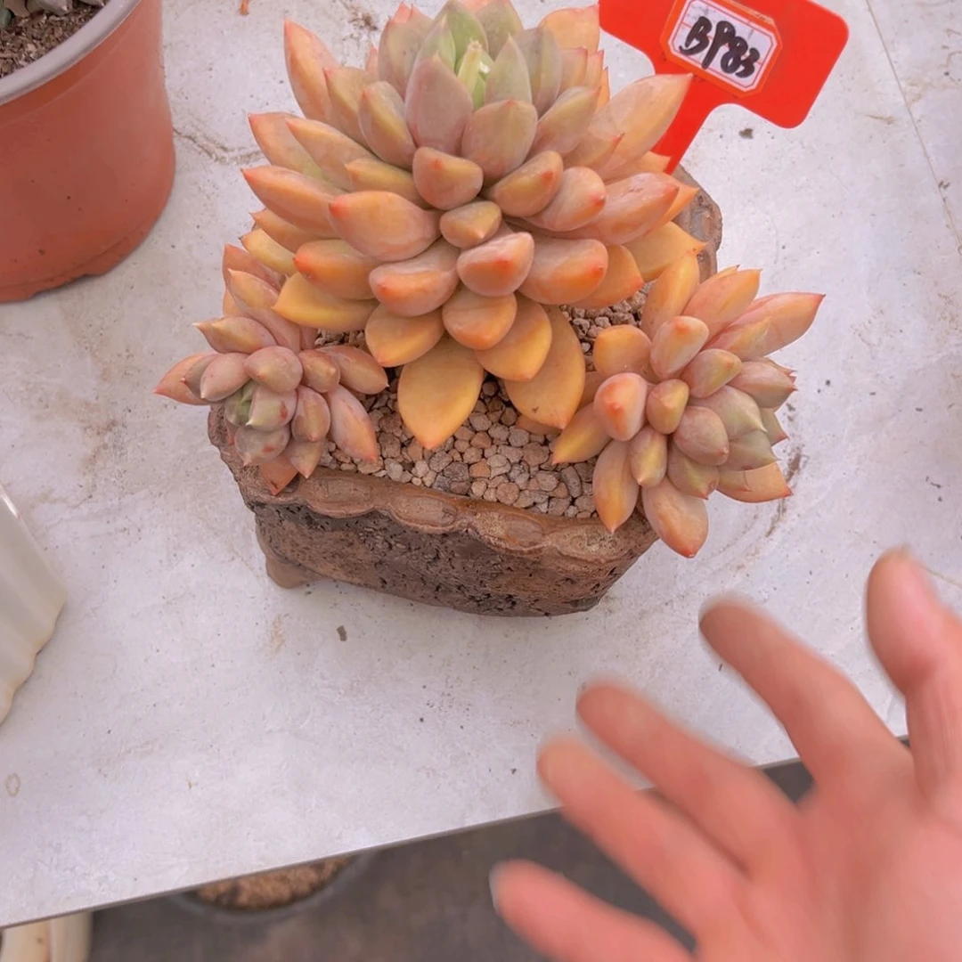 空*红象牙983多肉植物