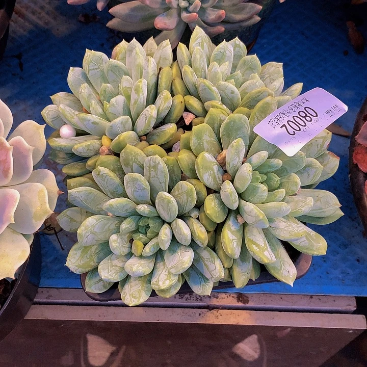 抹***️    百达翡翠多肉08002