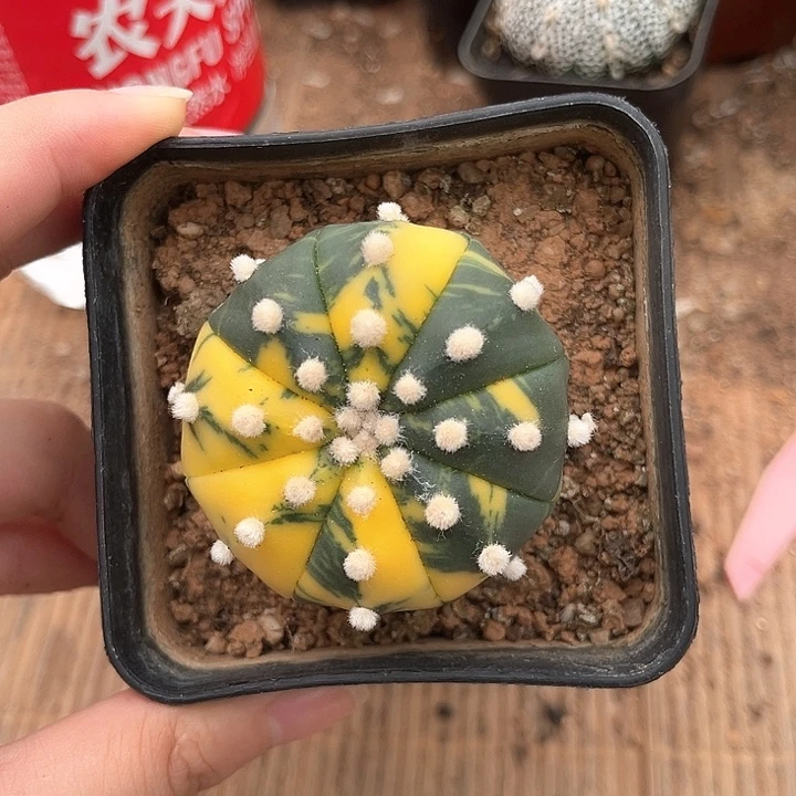 兜景4.9cm一物一拍