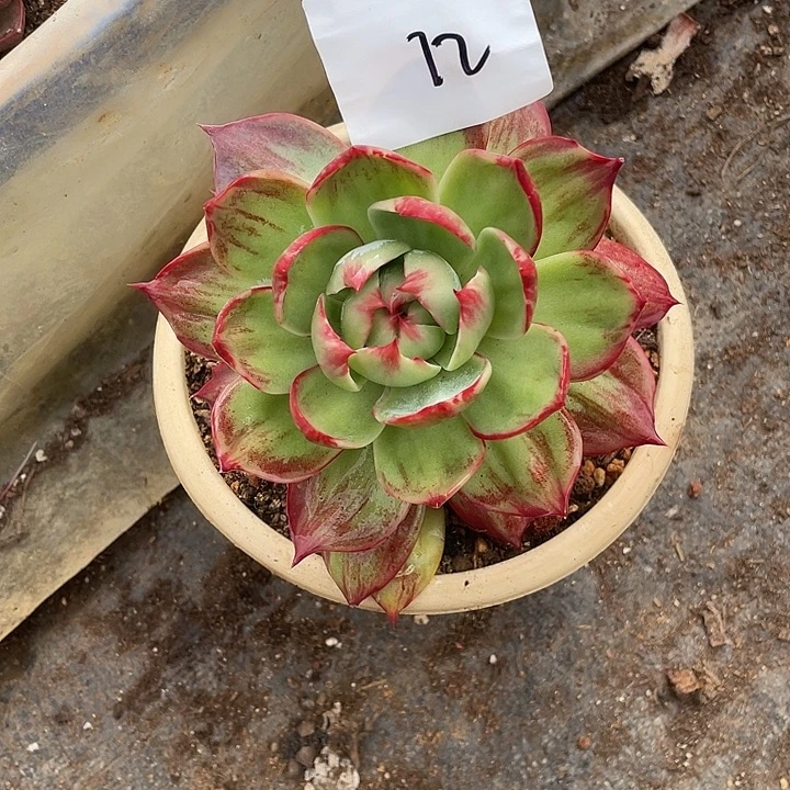 Y***a12///////////////