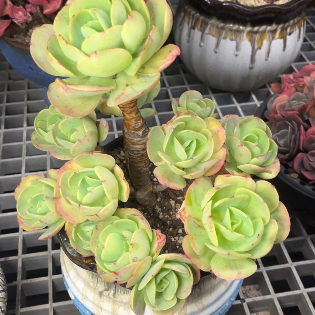 碧桃多肉老桩群生