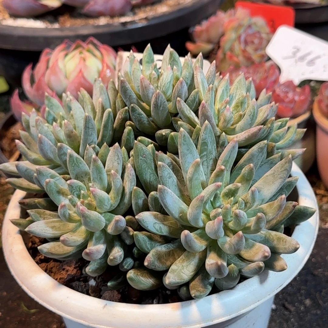 炫彩星一物一拍包装收缩花旱