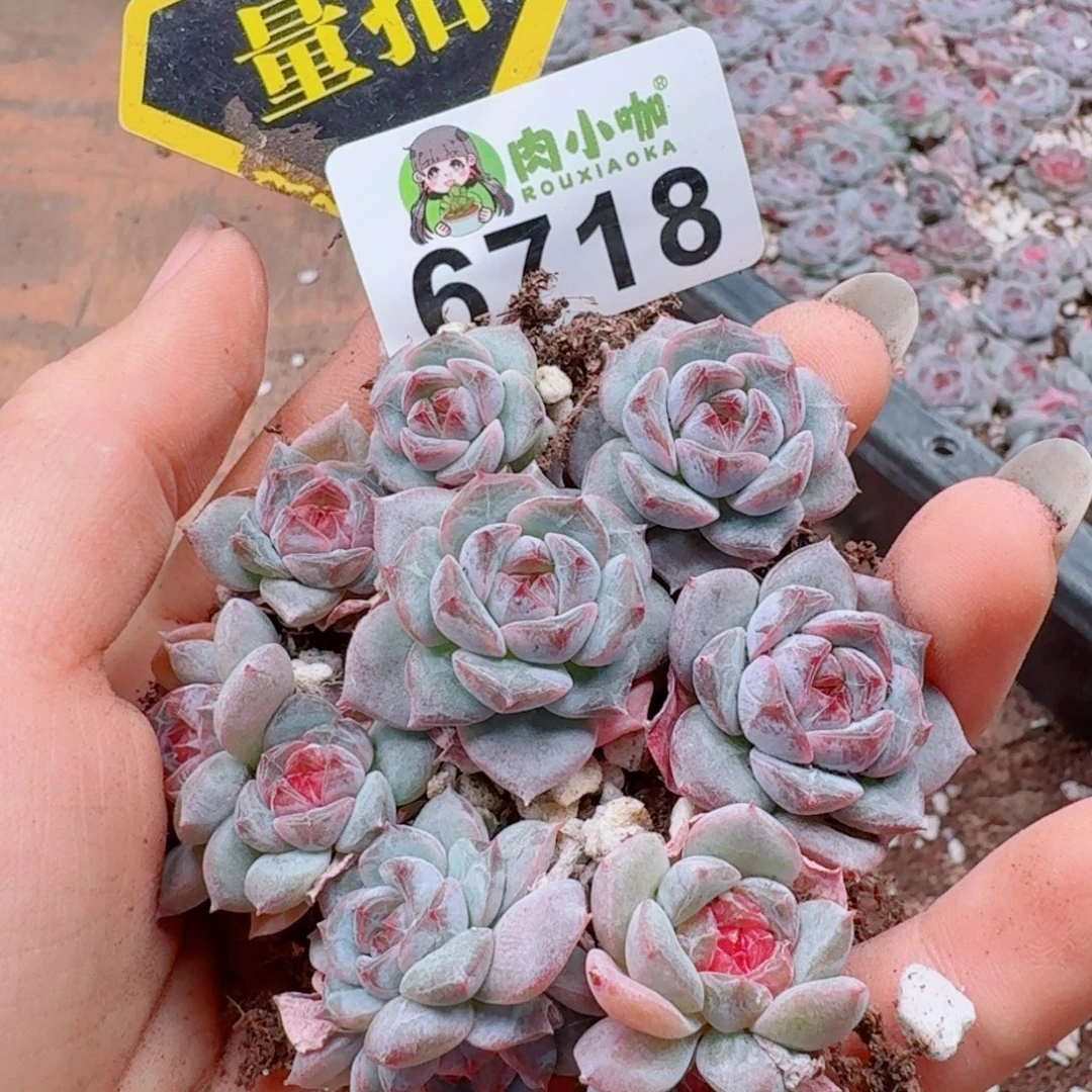 多肉植物多肉植物