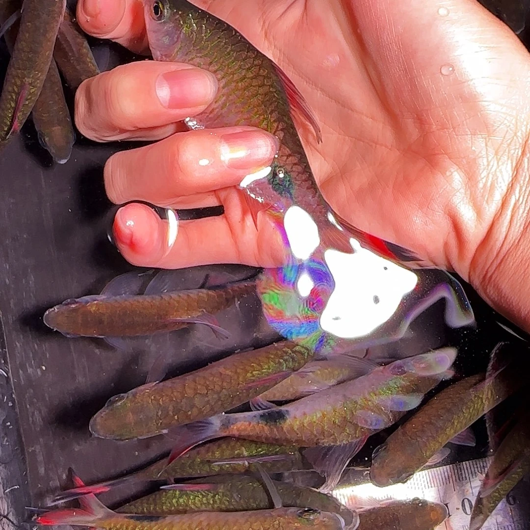 海水鱼紫红黑影22222