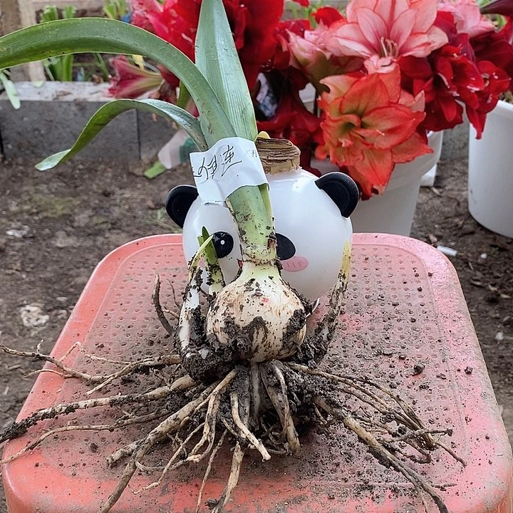 伊莲娜5厘米带侧