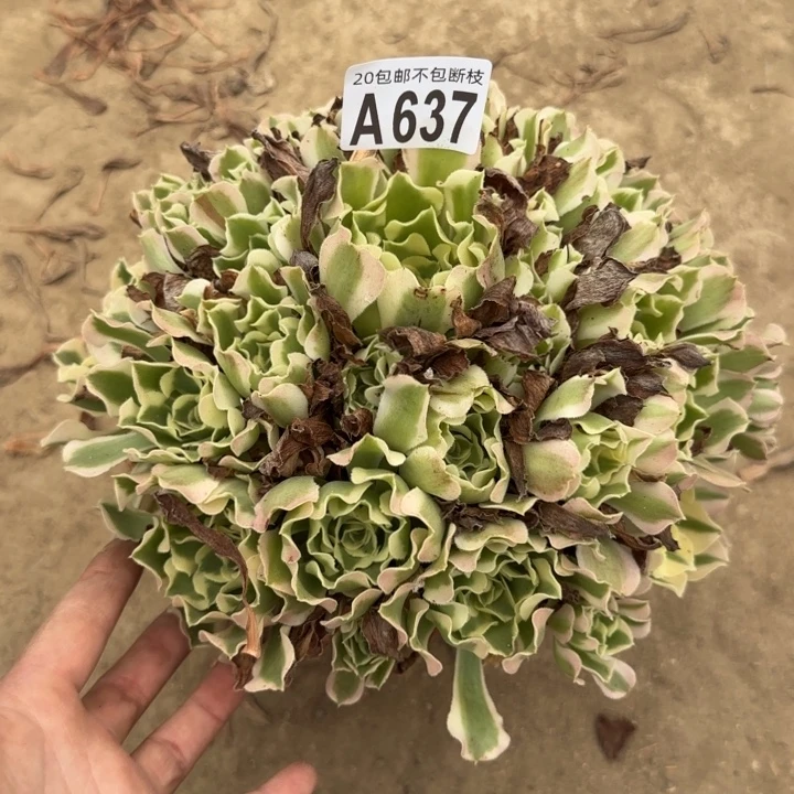 白凤……多肉植物……