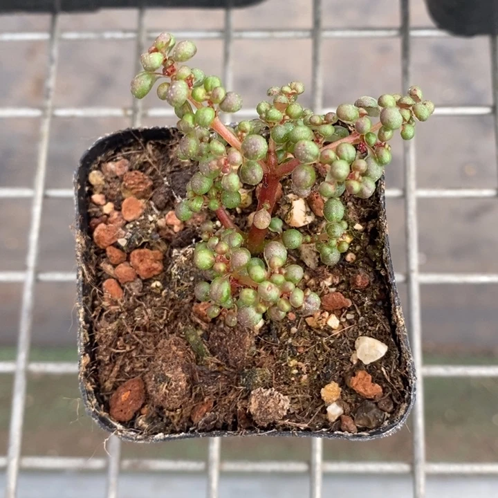 伯克利和格蕾特的故事也是