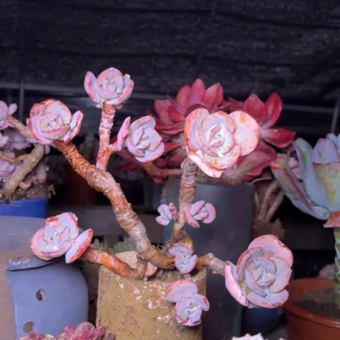 兔*多肉植物的植物